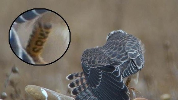 FOTO: Sokol Lucky vyliahnutý pri Bratislave sa stal vo Francúzsku ornitologickou celebritou