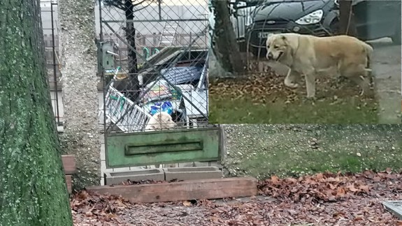 Majiteľ sučky "aziata", ktorá v Ružinove zabila dvoch malých psíkov, prehovoril. Navštívili sme ho