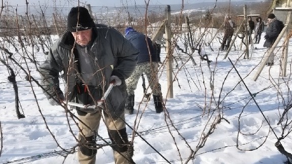 Vinohradníci v&nbsp;Rači: Aký&nbsp;rez, taká úroda