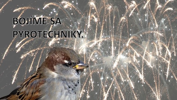 Oslavy Silvestra môžu pre operencov znamenať smrť. Takto im môžete pomôcť