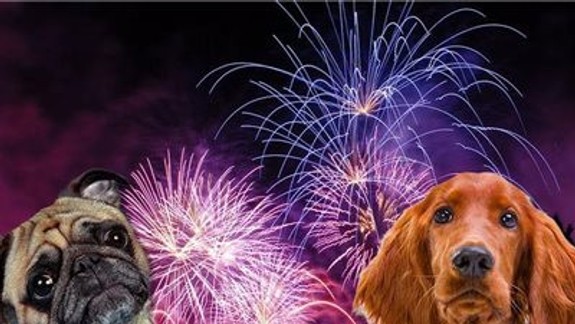 Petarda pre každého retar... alebo pre zvieratá, vtáky a majiteľov štvornohých miláčikov sa dnes začne najhoršia noc roka...