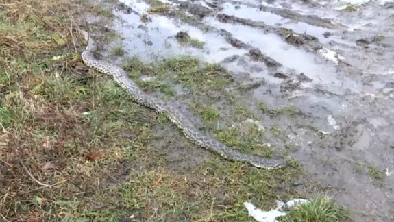 VIDEO: Pri Stupave sa objavila dvojmetrová anakonda