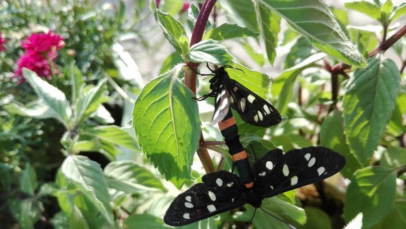 FOTO: Hlavné mesto i okolie zaplavili takéto motýle: Sú pre ľudí nebezpečné?