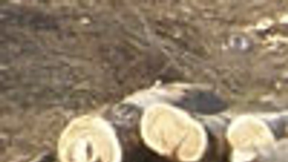 Výruby prerušili, predchádzalo im masívne vytínanie