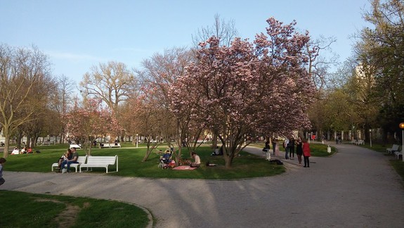 Alergici pozor, vo vzduchu sa kumulujú vysoké koncentrácie peľu