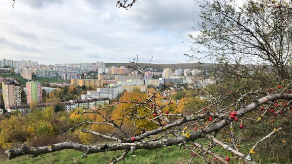 V Karlovke niekto naschvál poškodzuje zdravé dreviny. Pátra sa po páchateľovi
