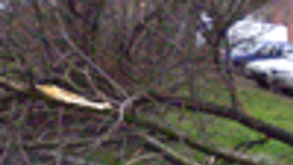 Nočná víchrica polámala stromy a vyvracala značky