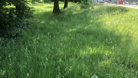 Chátrajúci Sad Janka Kráľa: Kto je za tento stav zodpovedný?