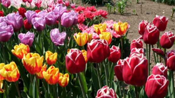 Zasaďte si ich aj vy: Dúbravka rozkvitne tulipánmi