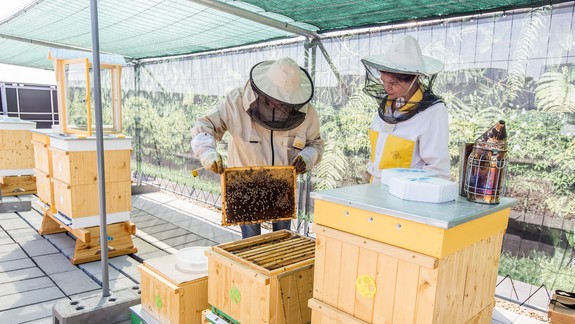Hotel chová na streche včely, chce byť príkladom pre ostatných