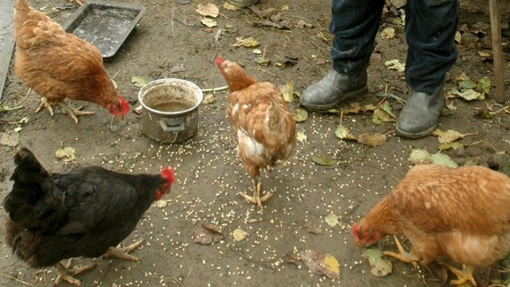 Na území Modry sa vyskytla vtáčia chrípka