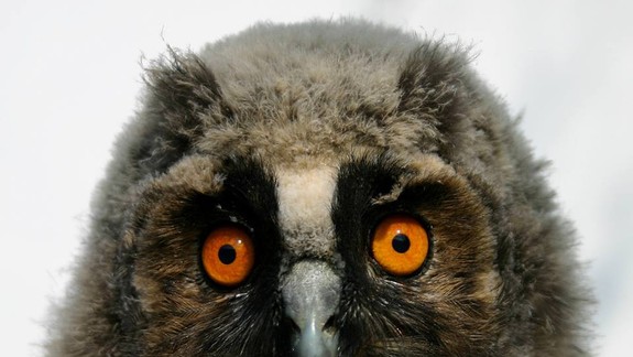 Pískajú vám v blízkosti domu mláďatá sovy? Vydržte to a neubližujte im!