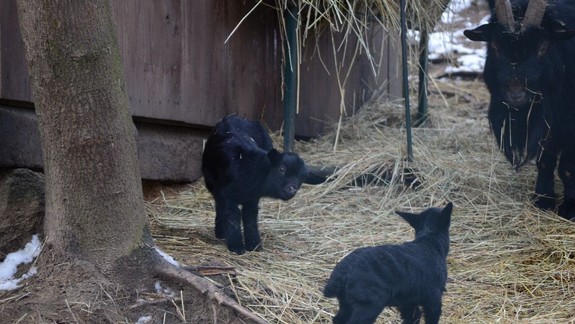 FOTO: Tieto mláďatká budú na jar novými miláčikmi detí v bratislavskej ZOO