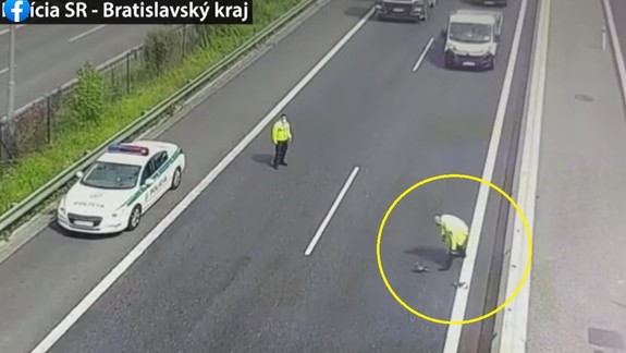 VIDEO: Policajti zachraňovali kačičky, ktoré sa vybrali pri Auparku krížom cez diaľničný obchvat