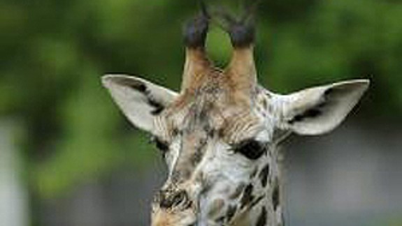 V bratislavskej ZOO v sobotu pokrstili žirafu Salome