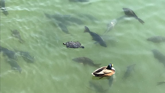 FOTO: Exotika? Nie, tieto úžasné zábery sú priamo z Bratislavy!