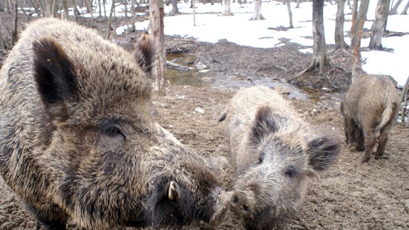 Po Devínskej Novej Vsi sa pohybujú diviaky. Priamo pri obydliach ľudí
