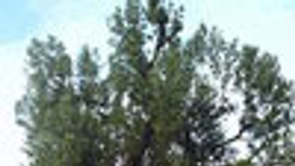 Stromom roka je topoľ čierny z Bratislavy