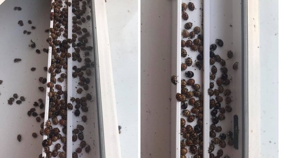 FOTO a VIDEO: Agresívne ázijské lienky opäť útočia na naše domácnosti - sú pre ľudí nebezpečné?