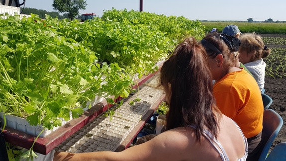 Odborníci radia: Zeler znižuje cholesterol v krvi, zlepšuje trávenie aj funkciu obličiek