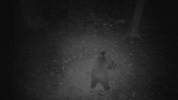 FOTO: Neuveriteľné! Medvede sú už aj pri Pezinku, jedného odfotili kúsok od mesta