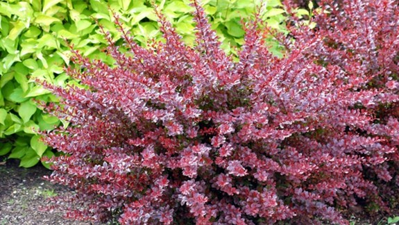 V Devínskej môžu požiadať o kroviny