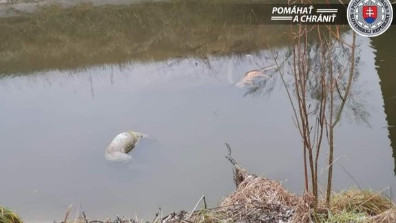 Hrozný nález v Malinove: V kanáli našli mŕtve psy a mačku