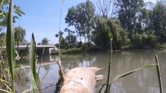 VIDEO: Katastrofické zábery masívneho úhynu rýb v Malom Dunaji  - radšej ich ani nepozerajte!