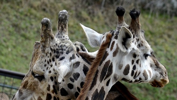Riaditeľka ZOO: Niektorým zvieratám robí zima radosť, niektoré potrápi