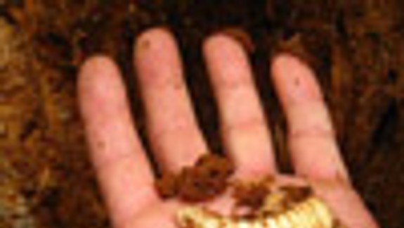 Larvy chrústa ničia stromy na cintoríne