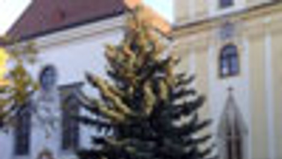 Mestské lesy začali hľadať vianočný strom