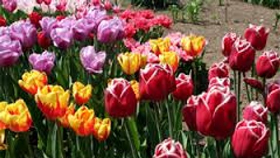 Rozkvitne celá Bratislava tulipánmi? Do akcie sa zapojí aj Staré Mesto