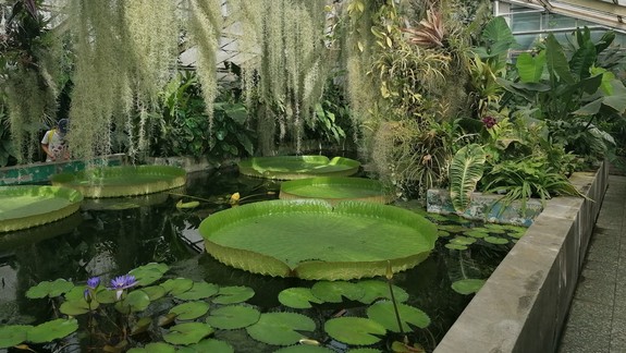 Botanická záhrada je krásna v každom ročnom období. Na čo sa môžete aktuálne tešiť?