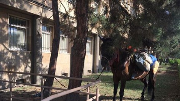 FOTO: Pred policajným prezídiom si žena odparkovala živého koňa!