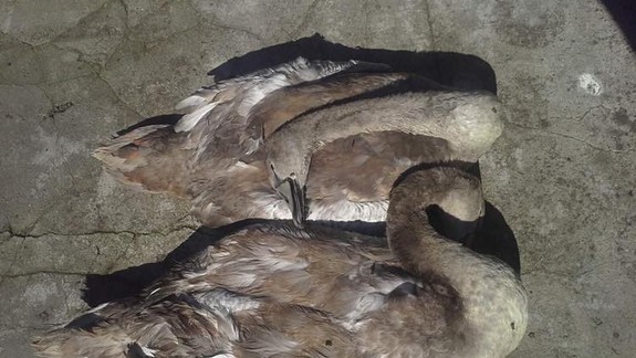 Neskutočne smutné! Posledná rana pre štrkoveckú rodinu labutí!