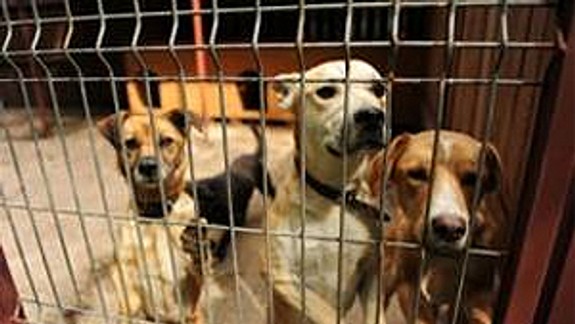 Po Vianociach pribudli v bratislavskom útulku desiatky zvierat