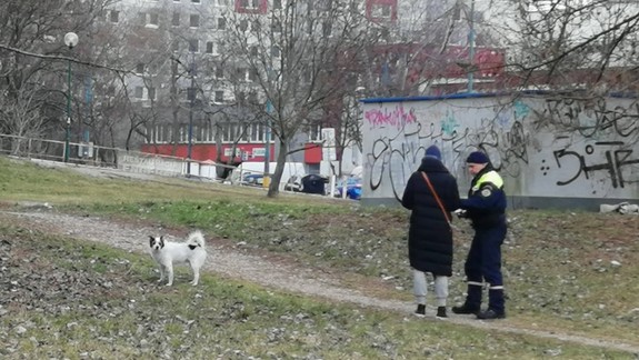 Petržalka začala posielať výzvy neplatičom dane za psa. Opakovaným dlžníkom hrozí aj exekúcia