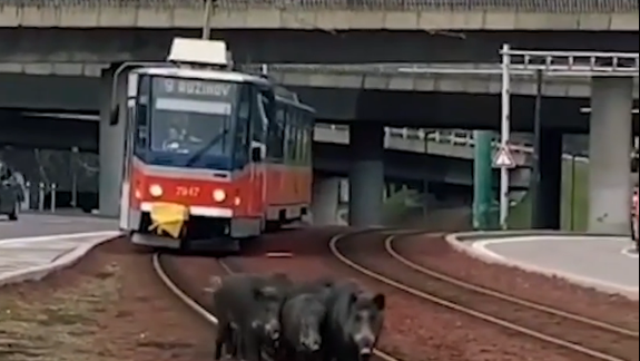 VIDEO: Skupina diviakov zablúdila na nábrežie a zablokovala električky! Starostka volá po riešení situácie