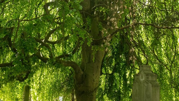 Enviro: Ľudia môžu požiadať o vyhlásenie stromu za chránený - ako sa to dá?