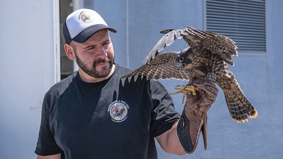 Petržalka chce bojovať s premnoženými holubmi, nasadí na ne sokoly