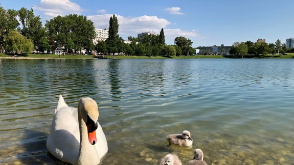 SMUTNÉ FOTO: Krásna labuť sa krátko po vyliahnutí mláďat udusila! Dôvod?!