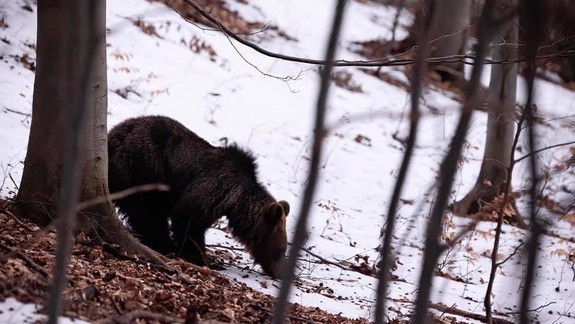 Slovensko spustilo súťaž zameranú na slobodný pohyb zvierat