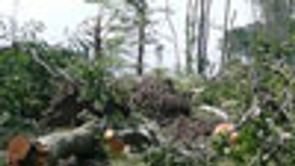 Takú škodu si nepamätajú ani 70-roční lesníci