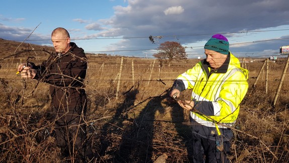 Nadšenci z Vajnor sami zachraňujú spustnuté vinohrady: V ponuke majú vinice aj pre vás