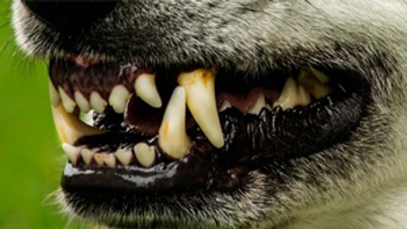 Agresívny nemecký ovčiak napádal ľudí na Košickej ulici