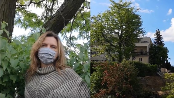 VIDEO: Vzácny strom na Vlčkovej nakoniec nevyrúbu - Starému Mestu sa podarilo presvedčiť developera...