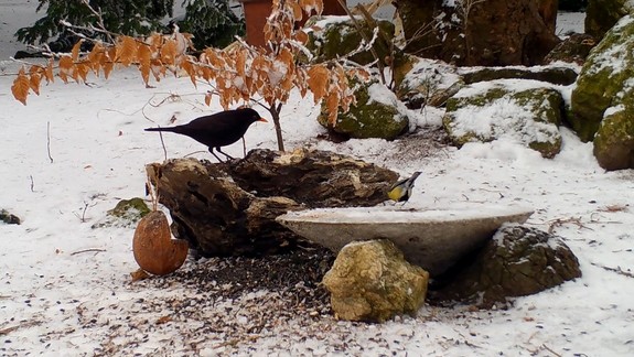 Odborníci radia: Kedy je vhodné začať s prikrmovaniím vtáctva? Kŕmidlá nemusia objaviť