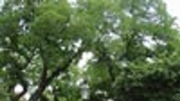 Zeleň budú polievať vodou zo studne