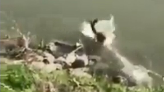 VIDEO: Zúfalá srnka pri River Parku sa vrhla do Dunaja