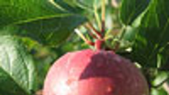 Záhradkári sa budú chváliť úrodami